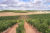 Vinmarker i Ribera del Duero