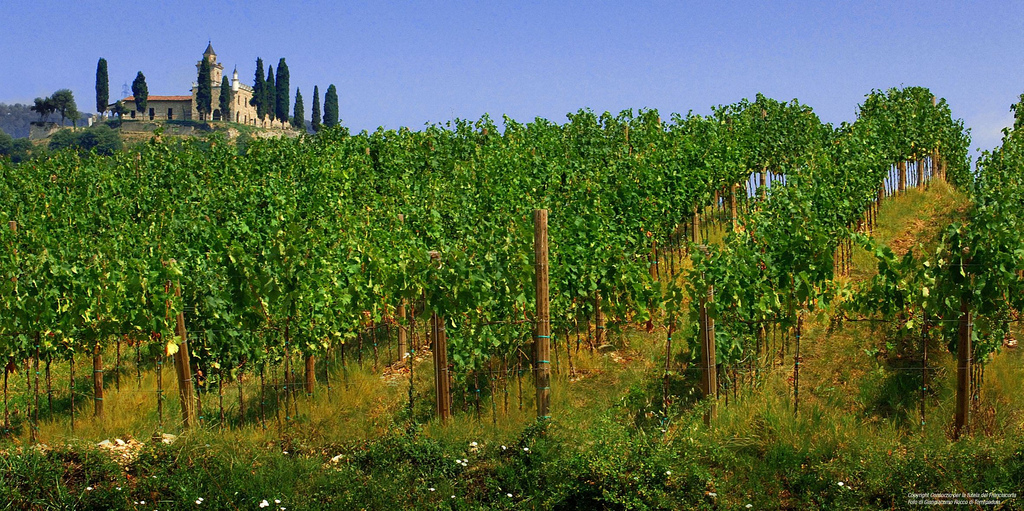 VinoFamily-via-Visualhunt VinoFamily-via-Visualhunt