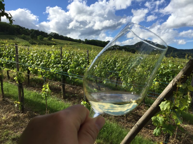 Vinen får en ny dimension, når man nyder den i den mark, hvor druerne er dyrket. Alsace – vinturistens ferieparadis