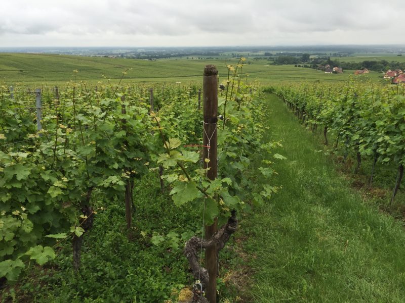 Vinmarker så langt øjet rækker. Her fra Grand Cru marken Rosacker i Hunawihr. Alsace – vinturistens ferieparadis