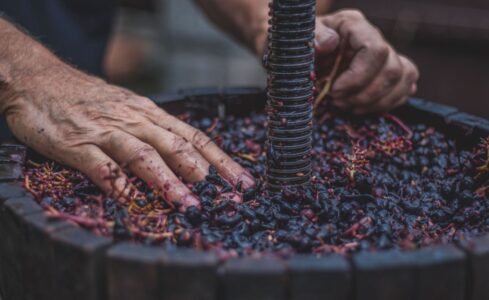 Quiz: 20 spørgsmål om vinproduktion