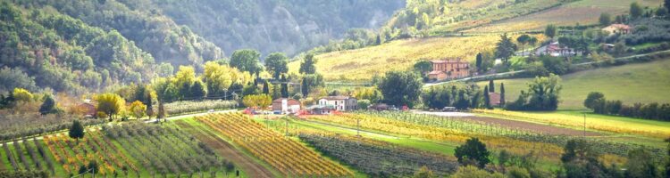 12 spørgsmål om italiensk vin