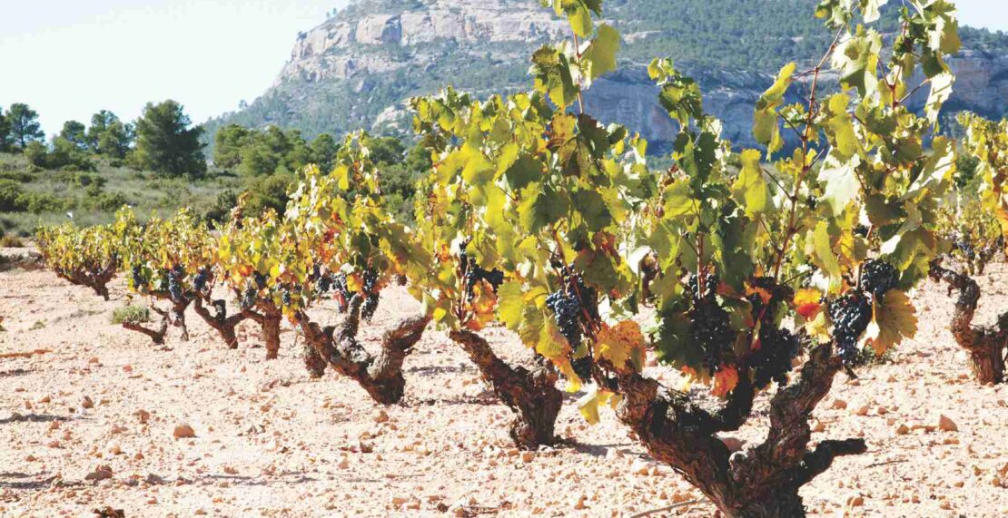 Spanske Castaño er uløseligt forbundet med Monastrell
